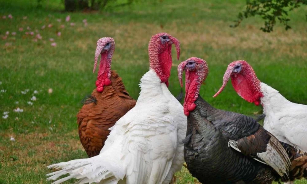 Γερμανία: Λόγω γρίπης των πτηνών ετοιμάζονται να σφάξουν 14.000 γαλοπούλες